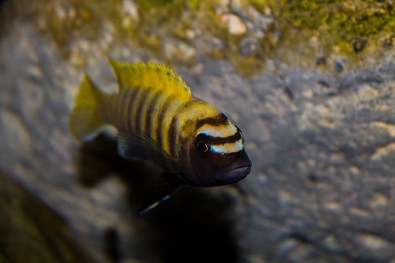Maylandia sp. 'zebra gold' Kawanga